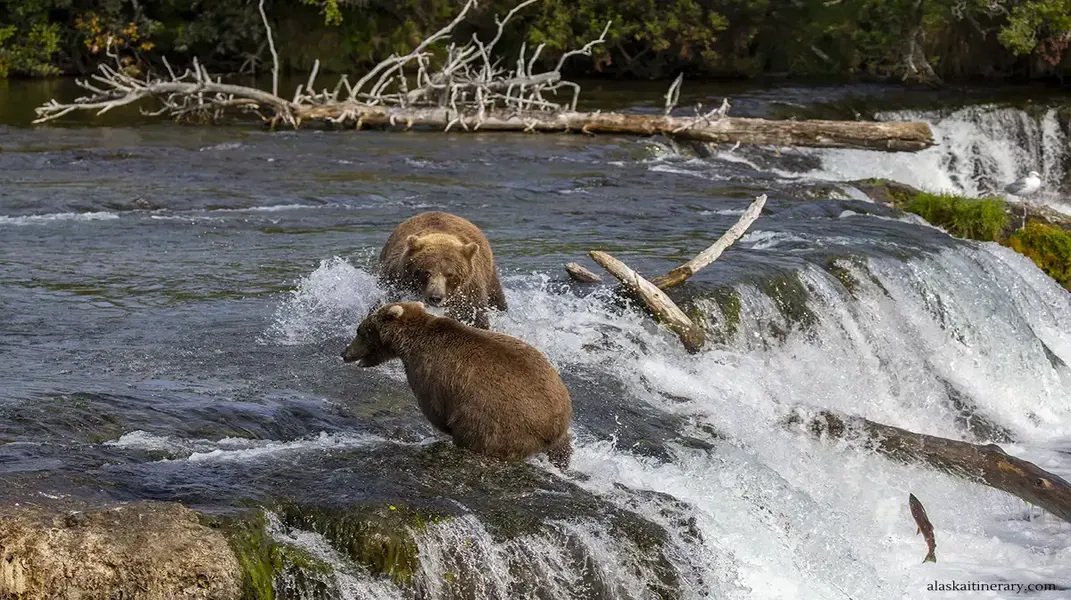 Exploring Katmai National Park and Preserve: A Journey into the Wild