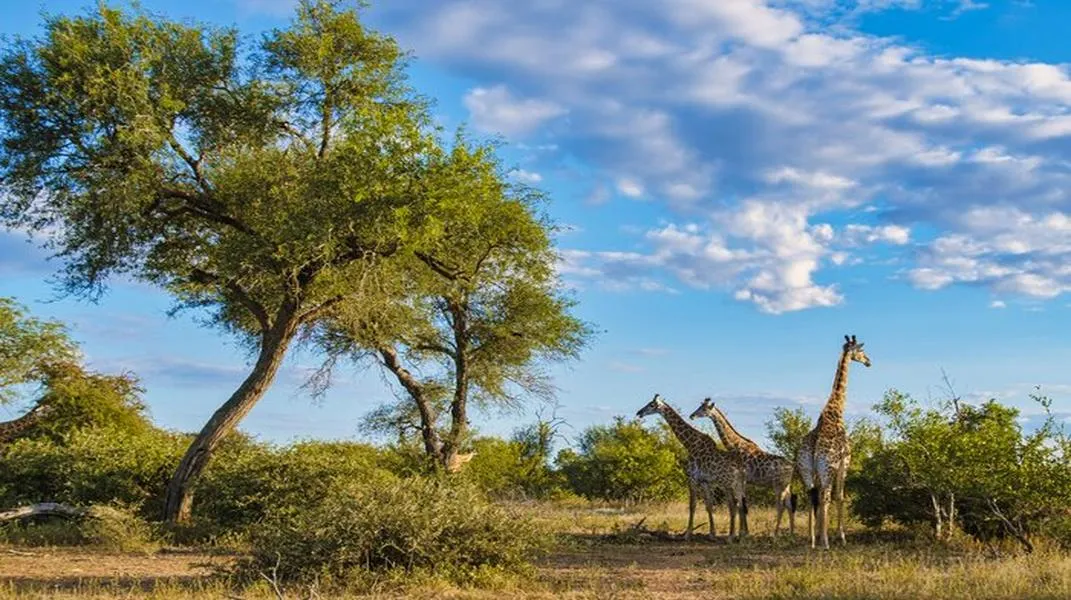 Exploring Kruger National Park: A Gateway to South Africa's Natural Wonders