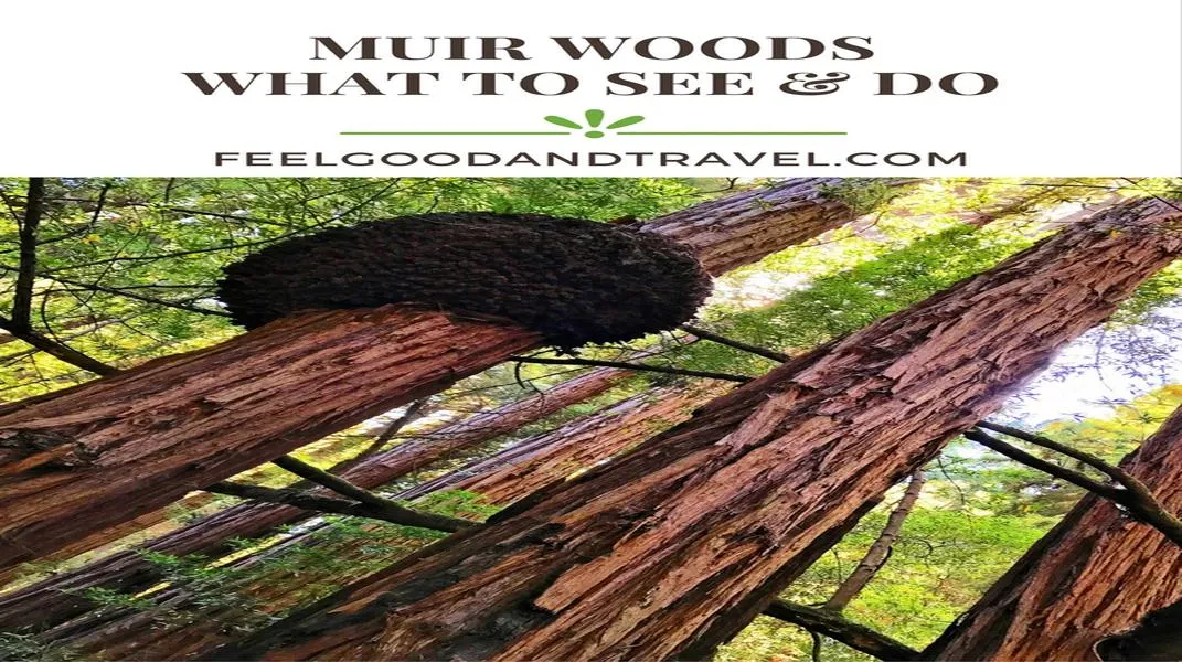 Exploring the Majestic Muir Woods National Monument: A Guide for Visitors