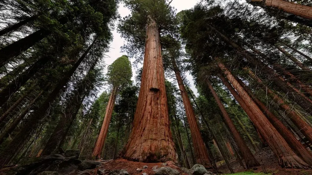 Exploring the Majestic Sequoia National Park: A Comprehensive Guide for Visitors