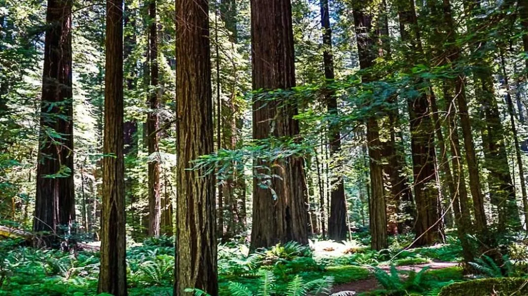 Exploring the Majestic Redwood National and State Parks: A Journey Through Nature’s Giants