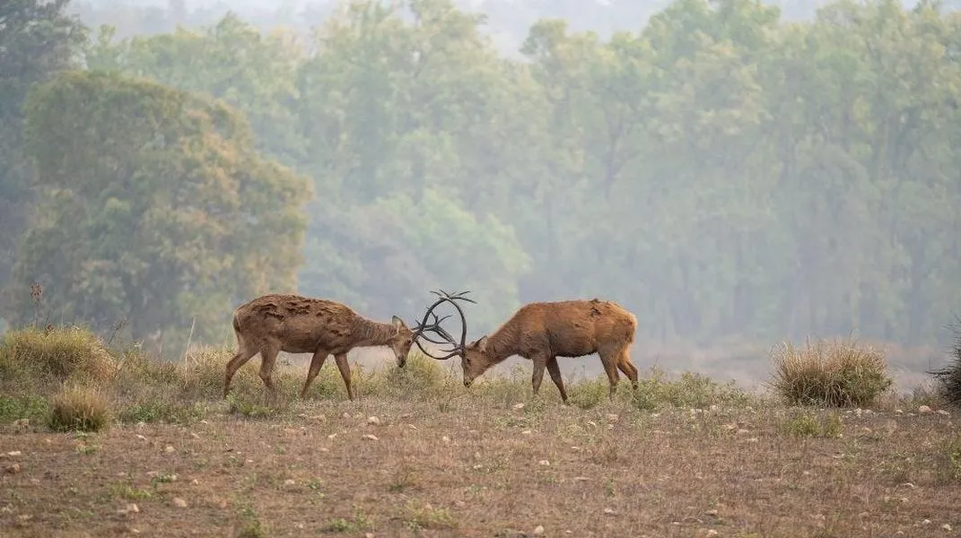 Exploring Kanha National Park: A Majestic Retreat into Nature