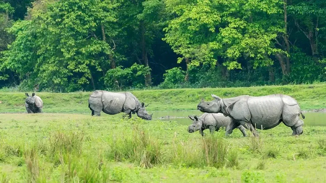 Kaziranga National Park: A Jewel of Biodiversity