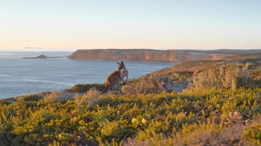 Discovering Kangaroo Island: A Journey Through Nature’s Wonderland