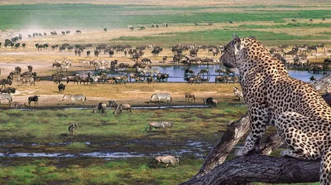 Serengeti National Park: A Gateway to Nature's Wonders