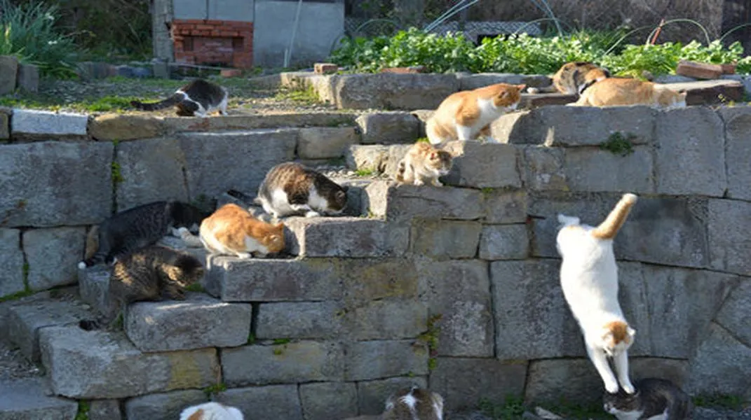 Discovering Cat Island: A Feline Paradise