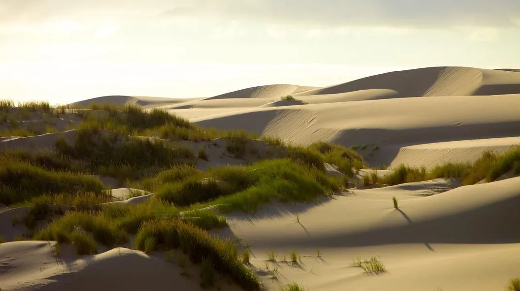 Exploring the Oregon Dunes National Recreation Area: A Natural Marvel