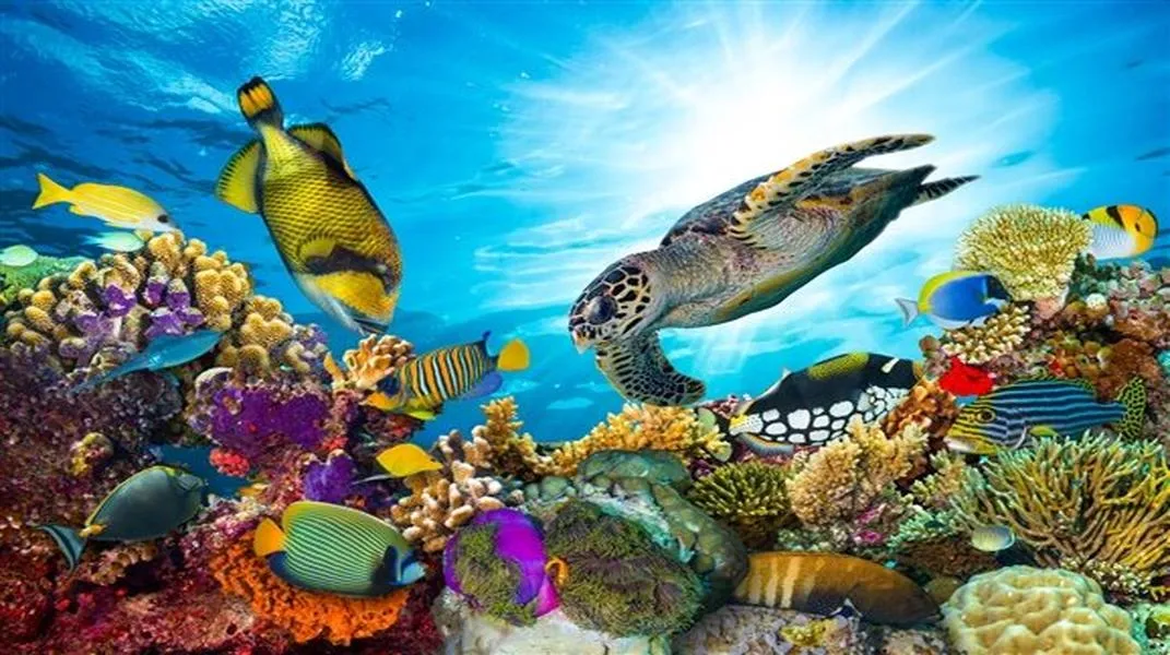 Exploring the Great Barrier Reef: A Guide to Australia’s Natural Wonder