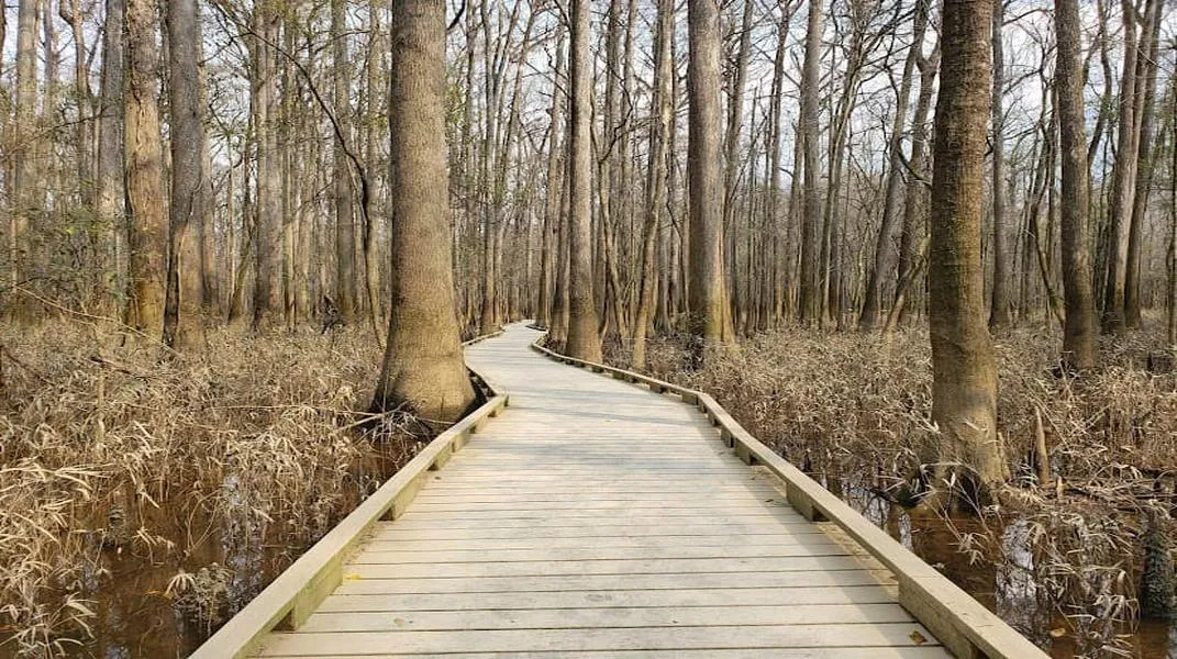 Exploring Congaree National Park: A Natural Wonder